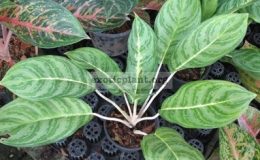 Aglaonema-Pride-of-Philippine-13