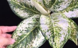 Aglaonema-Pride-of-Pra-Ngern-40-