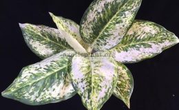Aglaonema-Pride-of-Pra-Ngern-40