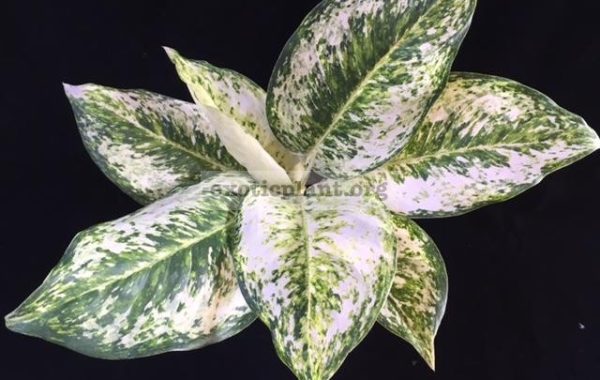 Aglaonema-Pride-of-Pra-Ngern-40