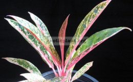 Aglaonema-Pride-of-Sumatra-dwarf-20