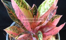 Aglaonema-Pride-of-Sumatra-mutation-30-