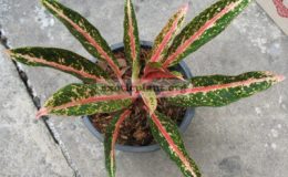 Aglaonema-Pride-of-Sumatra-narrow-leaf-23