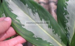 Aglaonema-Rassamee-Ngern-20-