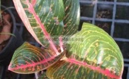 Aglaonema-Ratana-GosinS-13