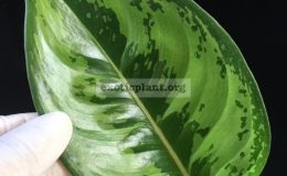 Aglaonema-Reak-Ngern-20-