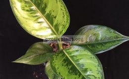 Aglaonema-Reak-Ngern-20
