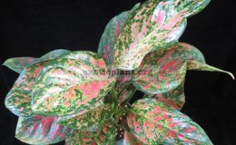 Aglaonema-Ruay-Amata-17