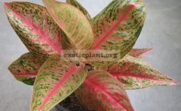 Aglaonema-Ruay-Lon-Fah-17