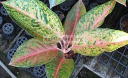 Aglaonema-Ruay-Rai-Won-13