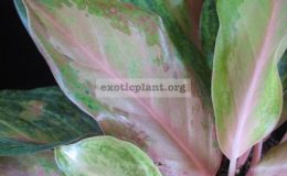 Aglaonema-Ruay-Sub-20