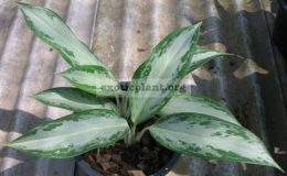 Aglaonema-Rub-Ngern-Laan-20