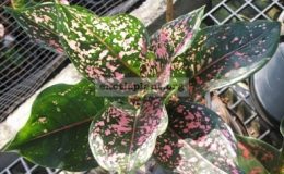 Aglaonema-Rub-Ngern-Rub-Thong-30