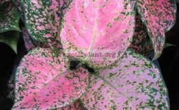 Aglaonema-Rub-Sub-20