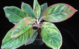 Aglaonema-Rub-Thong-17