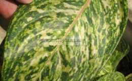 Aglaonema-Saen-Ram-Ruay-20-