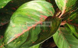 Aglaonema-Serm-Mongkol-17-