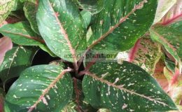 Aglaonema-Serm-Subgreen-form-18