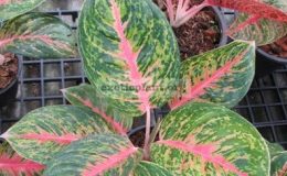 Aglaonema-Sethee-Kao-Chun-13