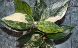 Aglaonema-Siam-Jade-30