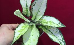 Aglaonema-Siam-Paragon-20