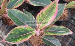 Aglaonema-Siam-Pink-13