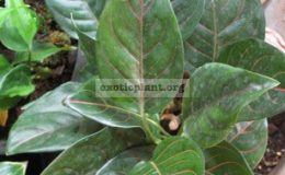 Aglaonema-Siam-Rubyrotundum-x-simplex-17