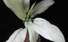 Aglaonema-Silver-Queen-25