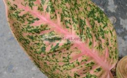 Aglaonema-Sinta-13