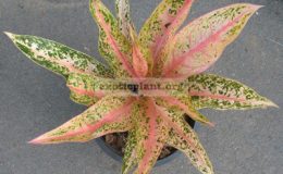Aglaonema-Sintanarrow-leaf-20