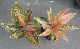 Aglaonema-Sintanarrow-leafсправа-20
