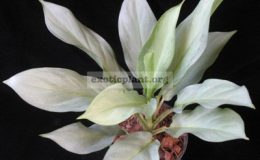 Aglaonema-Siri-Kanchana-800-