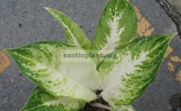 Aglaonema-Snow-White-44