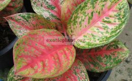 Aglaonema-Sombat-Maha-Sethee-20