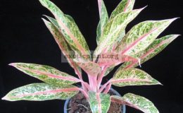Aglaonema-Sri-Kan-Dee-17