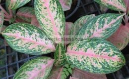 Aglaonema-Sri-Muang-Chon-17