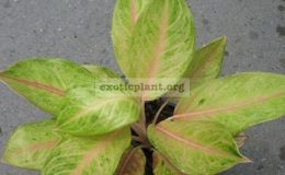 Aglaonema-Sri-Yod-Thong-13