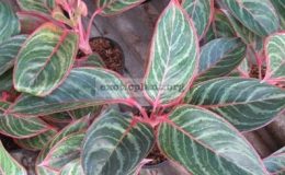 Aglaonema-Sub-Mung-Korn-13