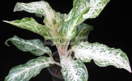 Aglaonema-Sub-Panya-30
