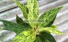 Aglaonema-Sub-Seethong-23-