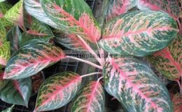 Aglaonema-Sub-Sethee-13