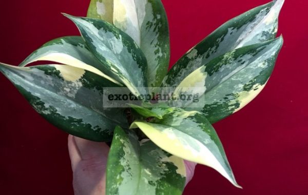 Aglaonema-Suvarnabhum-№2-45