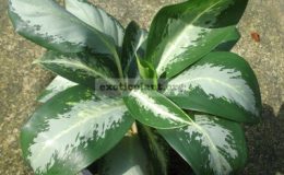 Aglaonema-Thong-Mahachoke-25