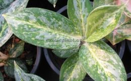 Aglaonema-Thong-Nopakun-20