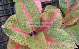 Aglaonema-Thong-Pun-Chang-13