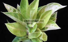 Aglaonema-Thong-Roongroj-20-