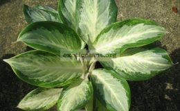 Aglaonema-Thong-Sampan-25