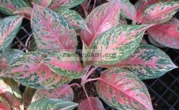 Aglaonema-Thong-Supachoke-13