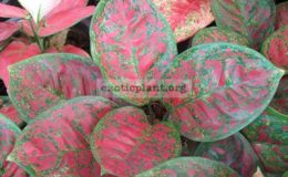 Aglaonema-Thong-Tem-Baan-20