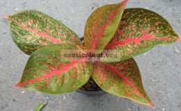 Aglaonema-Tiara-13
